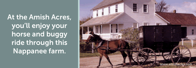 Amish Acres Horse and Buggy Ride