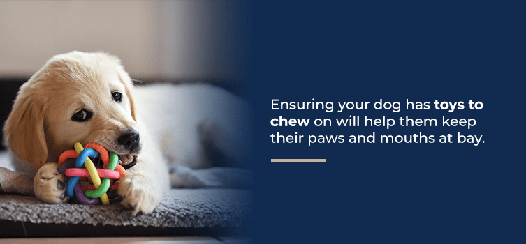 Ensure your dog has toys to chew on